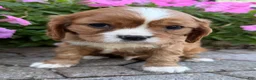 Cavalier King Charles Spaniel dogs for sale: Mario Male AKC Cavalier - Ad 13