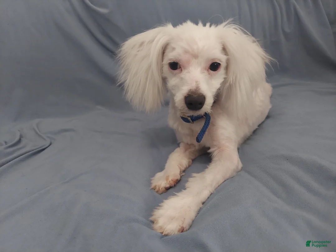 Maltipoo dogs for sale: Maltipoo Male, Apollo - in home raised, non-shedding - Ad 2