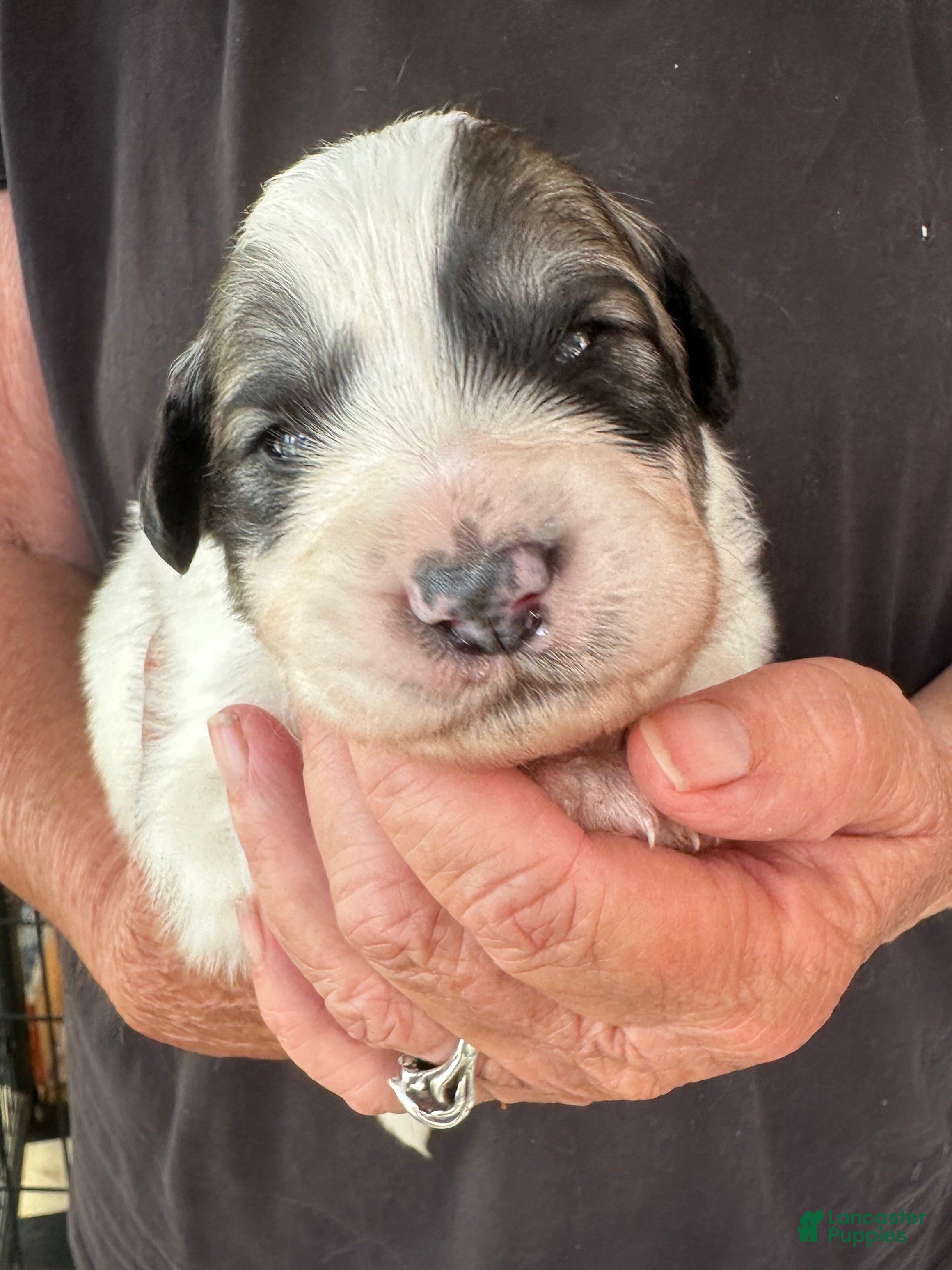 Great Pyrenees dogs Zinnia - Ad 2