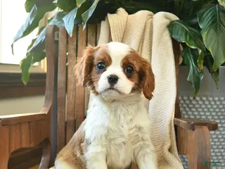 Cavalier King Charles Spaniel dogs Buster - Ad 11