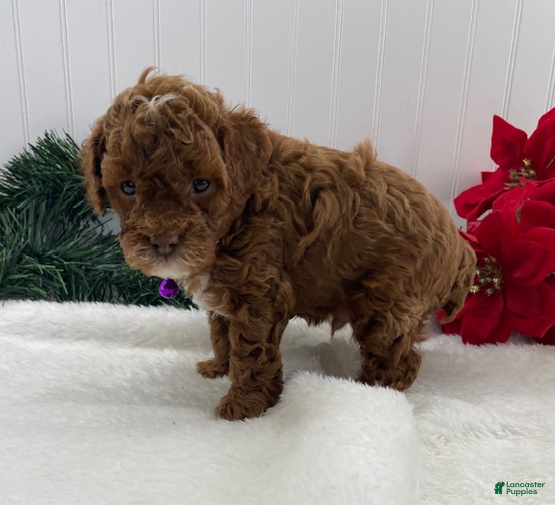 Toy Poodle dogs for sale: Archie - Ad 3