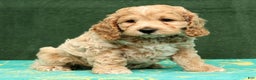 Cockapoo dogs for sale: Nick - Ad 8