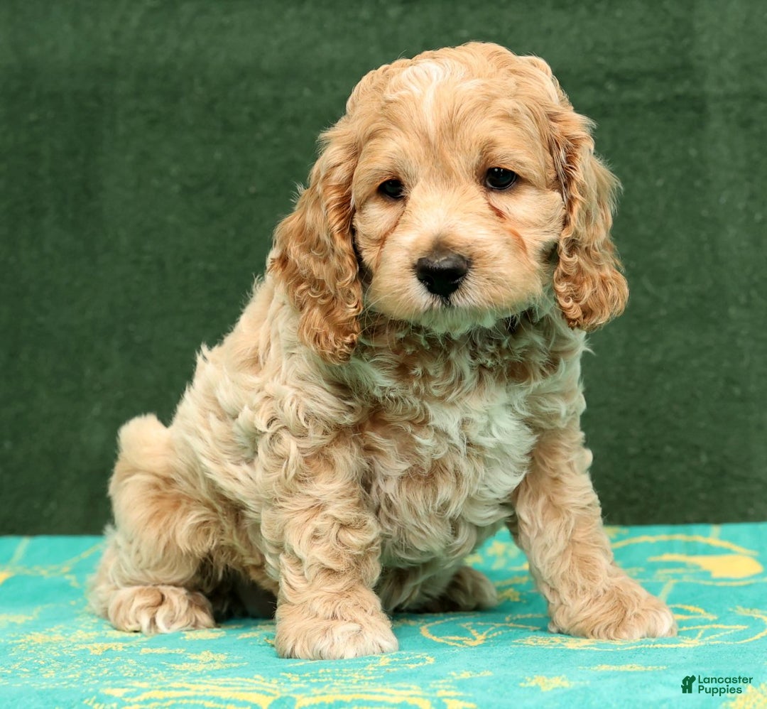 Cockapoo dogs for sale: Nick - Ad 8