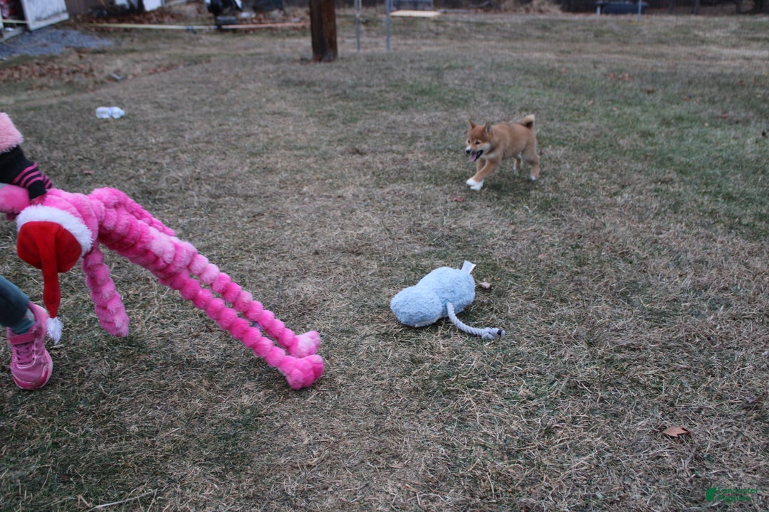 Shiba Inu dogs for sale: Wreath - Ad 4