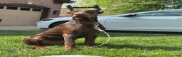 Doberman Pinscher dogs for sale: Kane - Ad 7