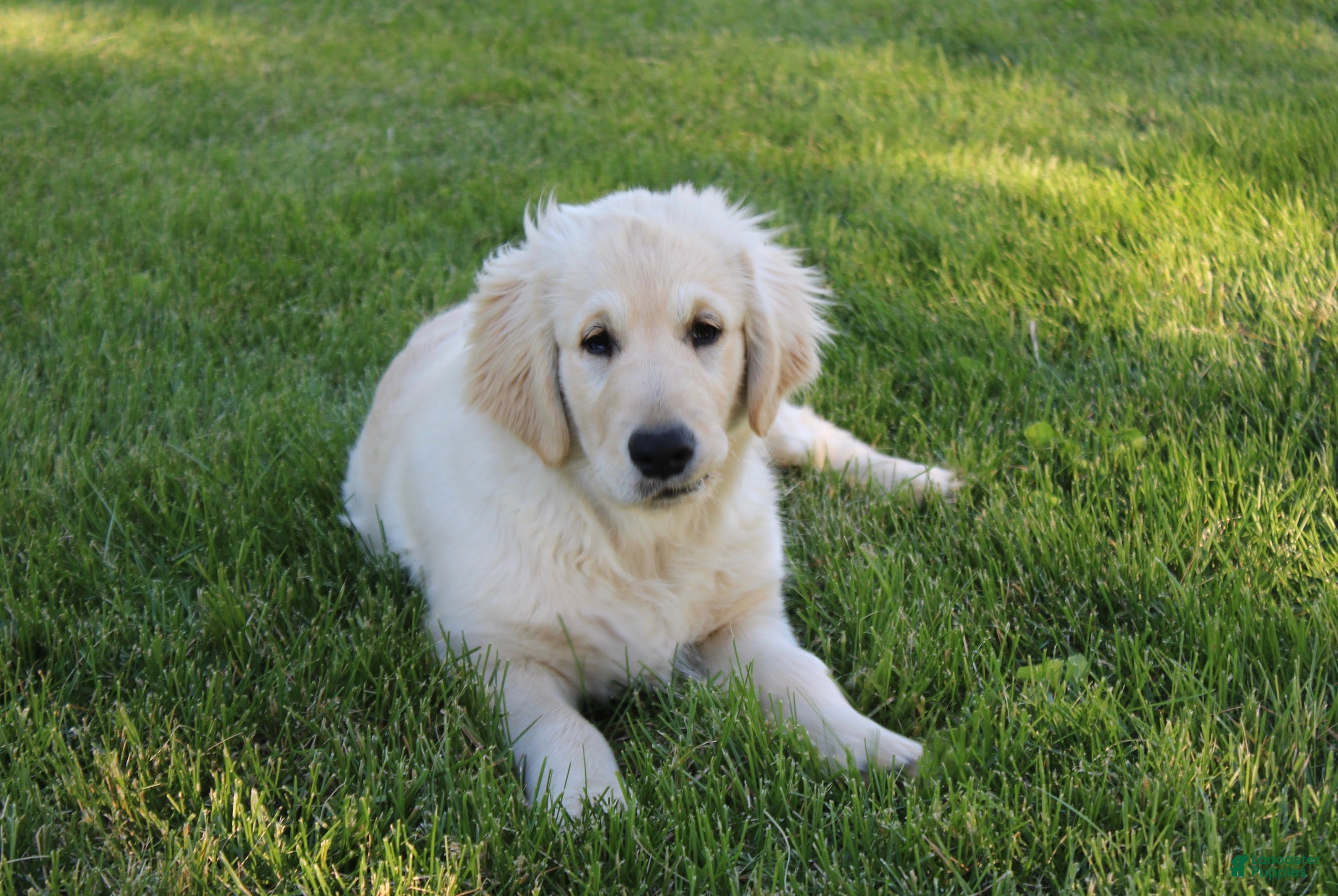 Golden Retriever dogs Mike the TRAINED Golden Retriever Puppy  - Ad 1