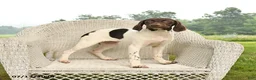 German Shorthaired Pointer dogs for sale: Garnet - Ad 3