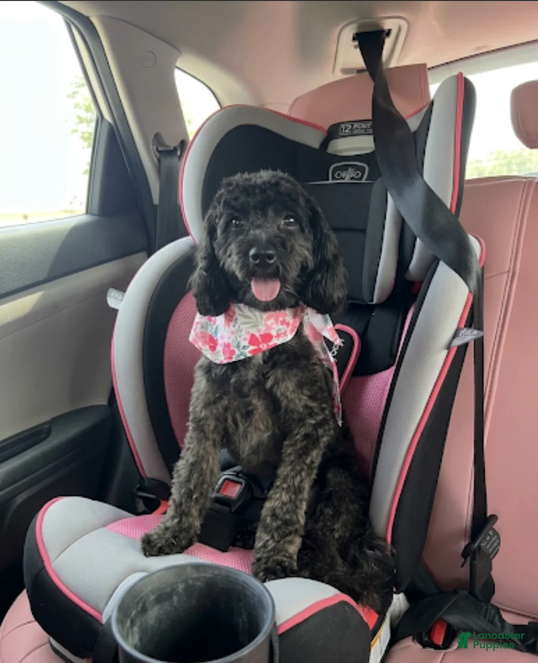 Mixed Breed dogs for sale: Gemma - Ad 2