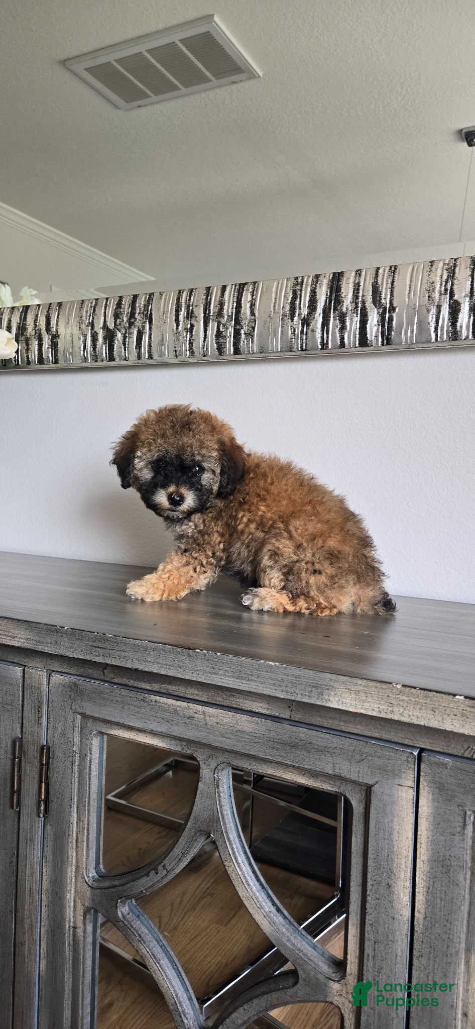 Toy Poodle dogs Toy Poodle Puppy 4 - Ad 15
