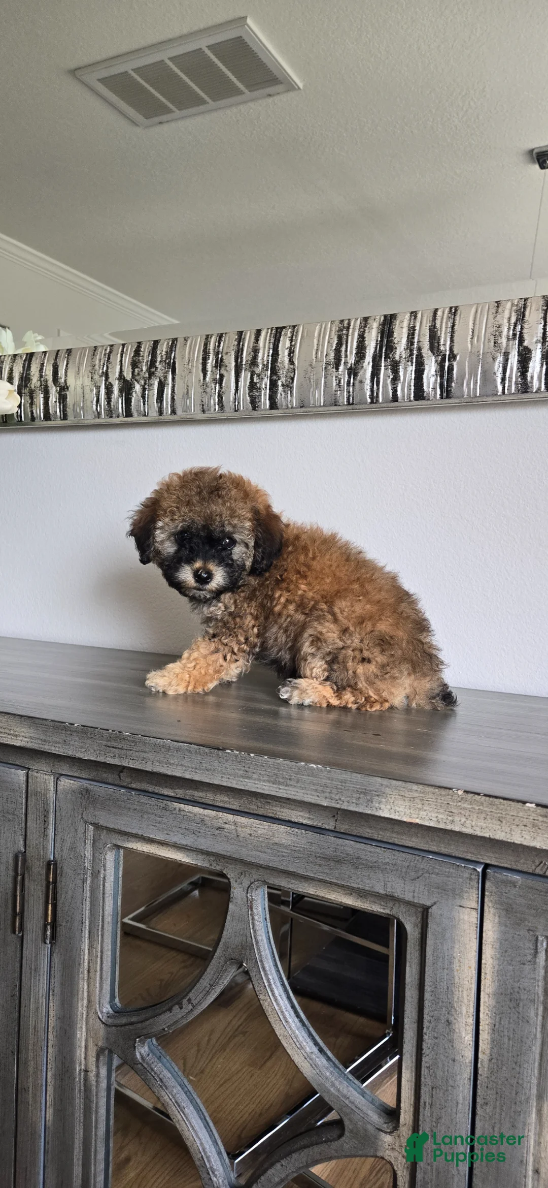 Toy Poodle dogs for sale: Toy Poodle Puppy 4 - Ad 1