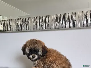 Toy Poodle dogs Toy Poodle Puppy 4 - Ad 15