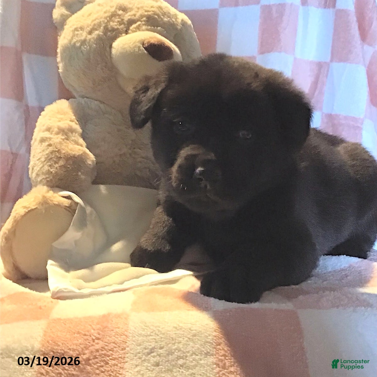 Mixed Breed dogs Rapheala - Ad 9