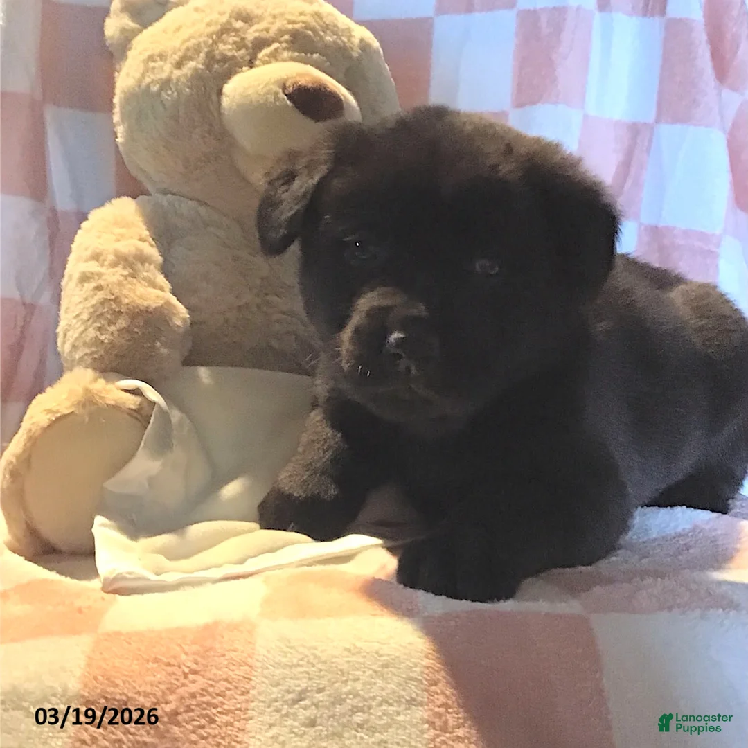 Mixed Breed dogs for sale: Rapheala - Ad 1