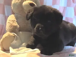 Mixed Breed dogs Rapheala - Ad 9