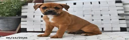 Mixed Breed dogs for sale: Bingo - Ad 2
