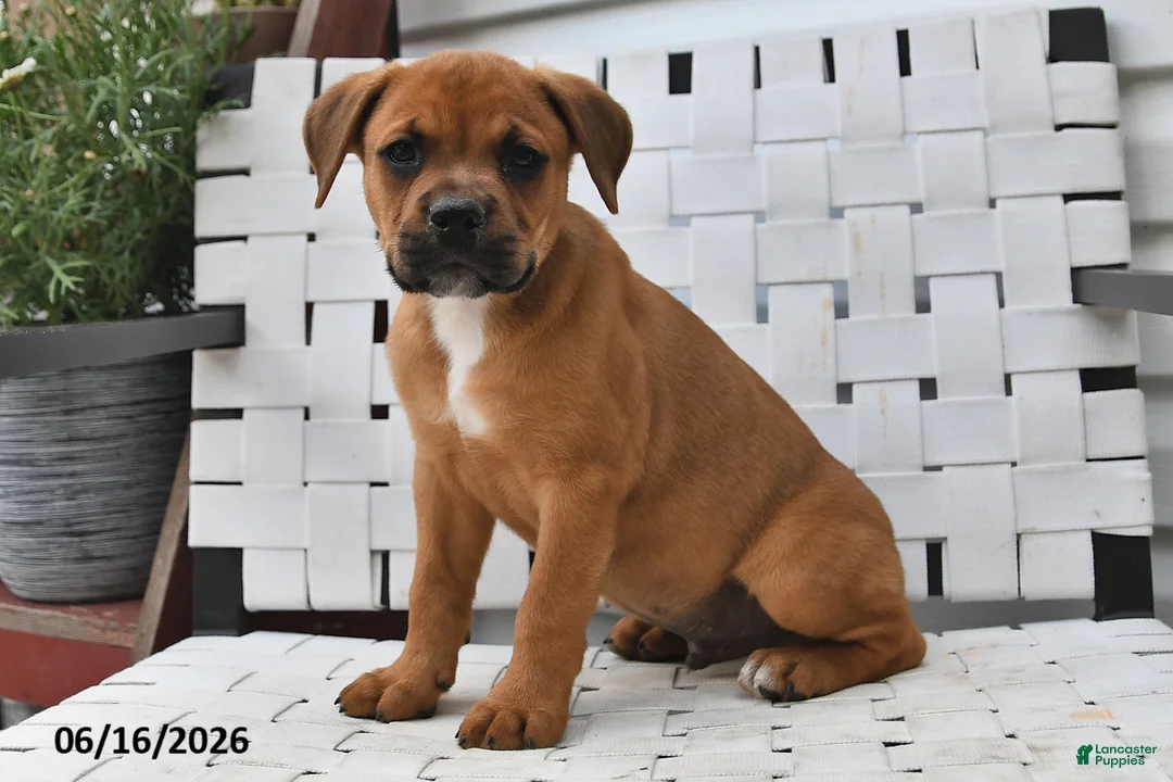 Mixed Breed dogs for sale: Bingo - Ad 2