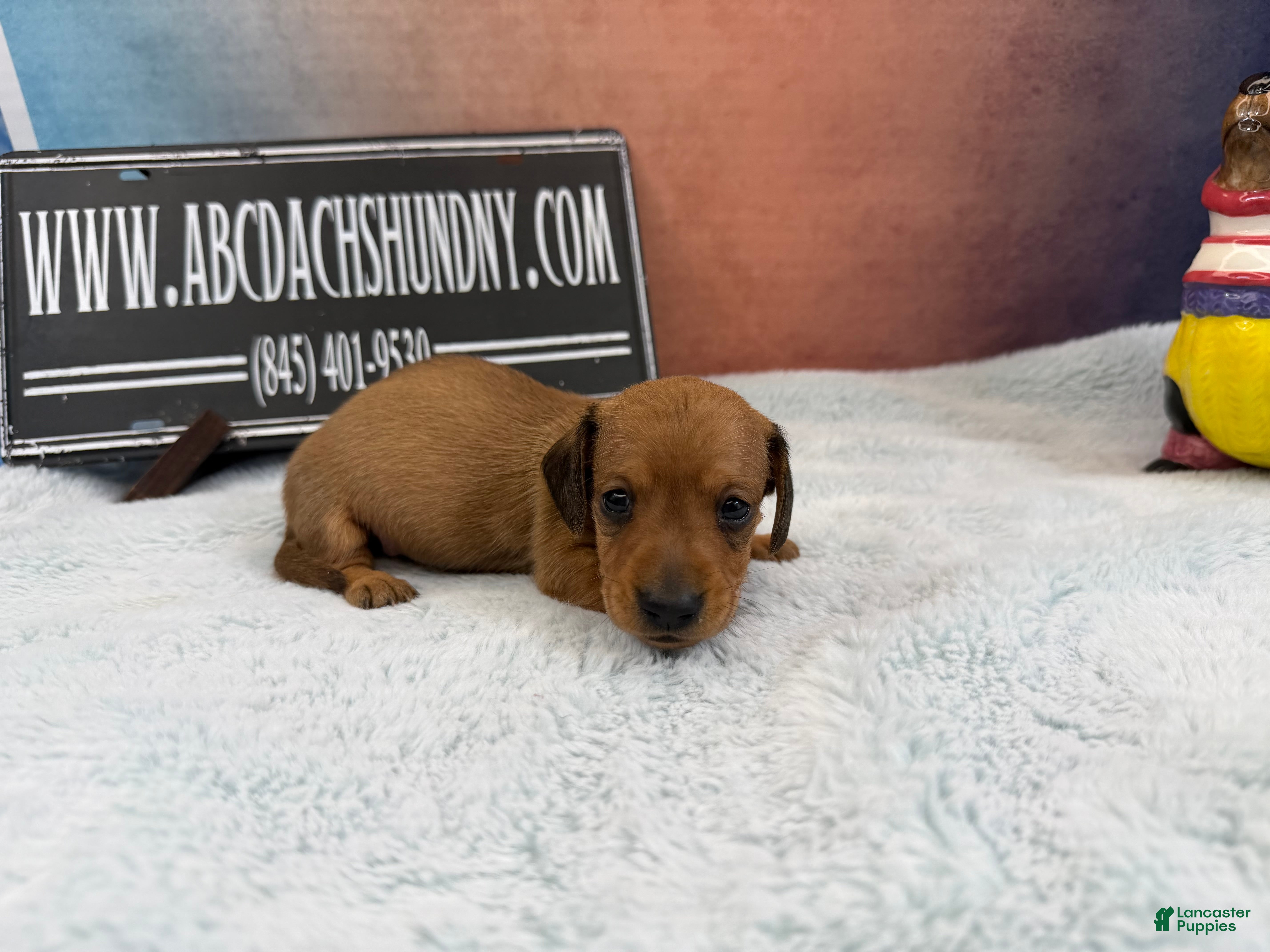Miniature Dachshund dogs Smooth red male - Ad 3