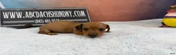 Miniature Dachshund dogs for sale: Smooth red brindle - Ad 24