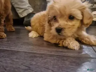 Maltipoo dogs Jamie - Ad 25