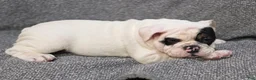 English Bulldog dogs for sale: Lance - Ad 2