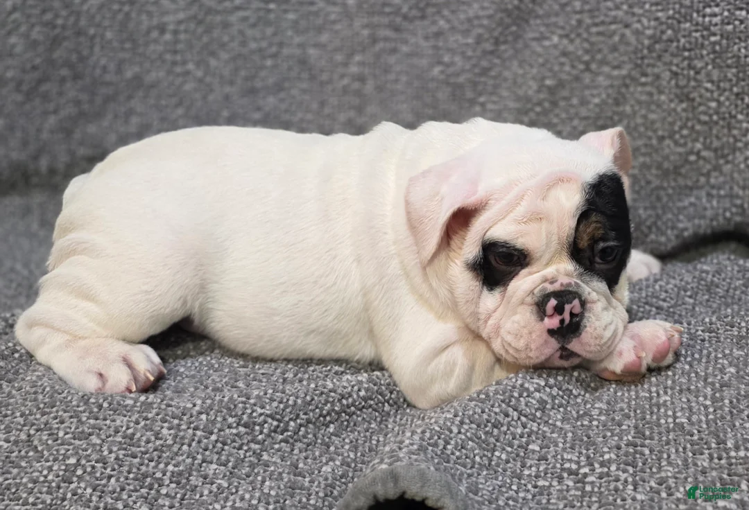 English Bulldog dogs for sale: Lance - Ad 2