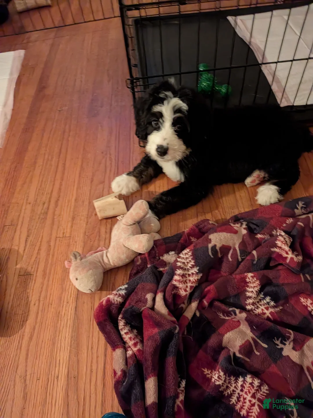 Bernedoodle dogs for sale: Bernedoodle 2 - Ad 10