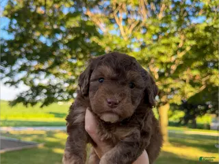 Mini Aussiedoodle dogs Saffron - Micro Mini F1b - Ad 9