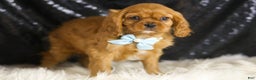 Cavalier King Charles Spaniel dogs for sale: Charmer - Ad 4