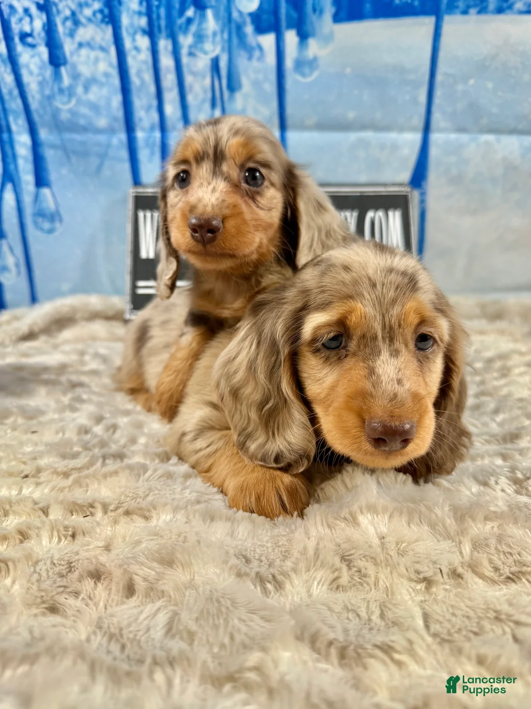 Miniature Dachshund dogs for sale: Champion bred Russian  - Ad 14