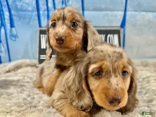 Miniature Dachshund dogs Champion bred Russian - Ad 15