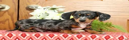 Miniature Dachshund dogs for sale: Snickers - Ad 1