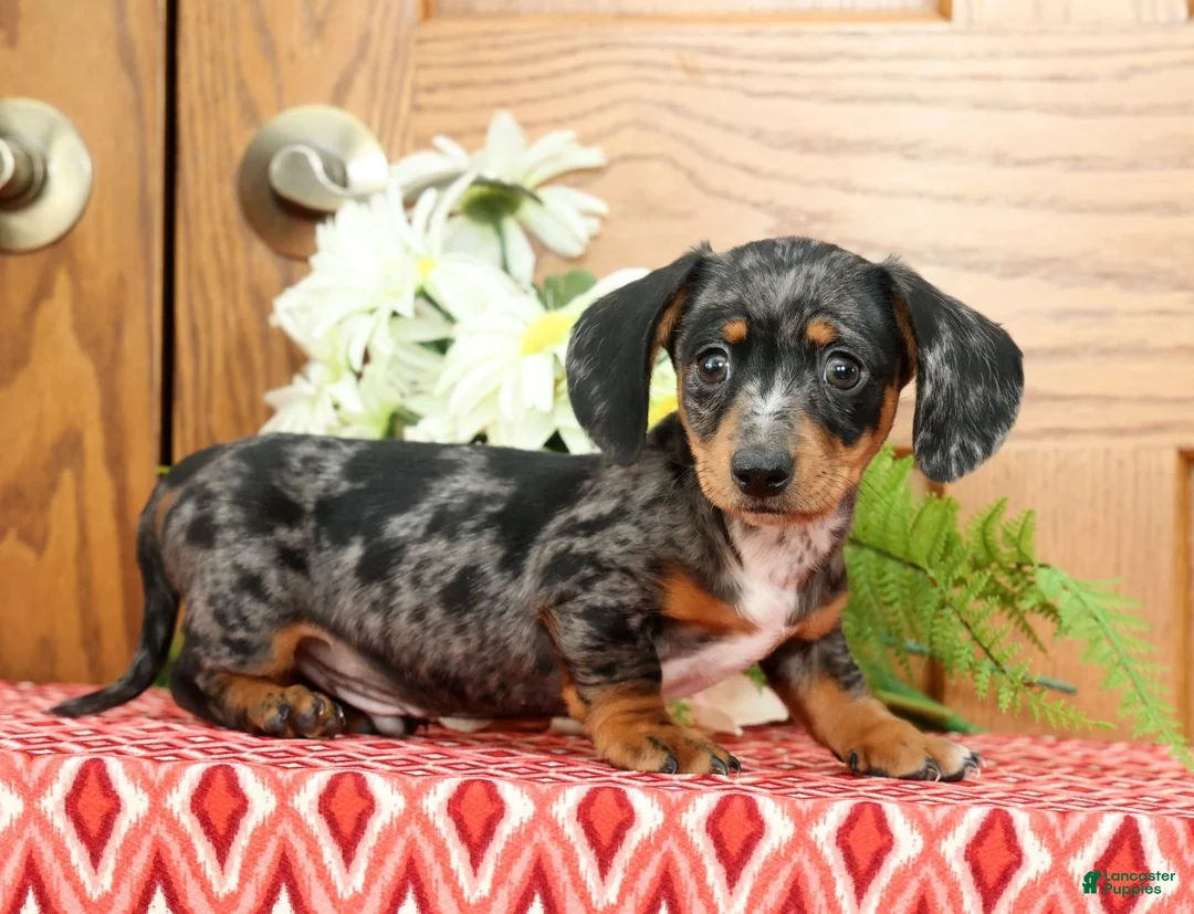 Miniature Dachshund dogs for sale: Snickers - Ad 1