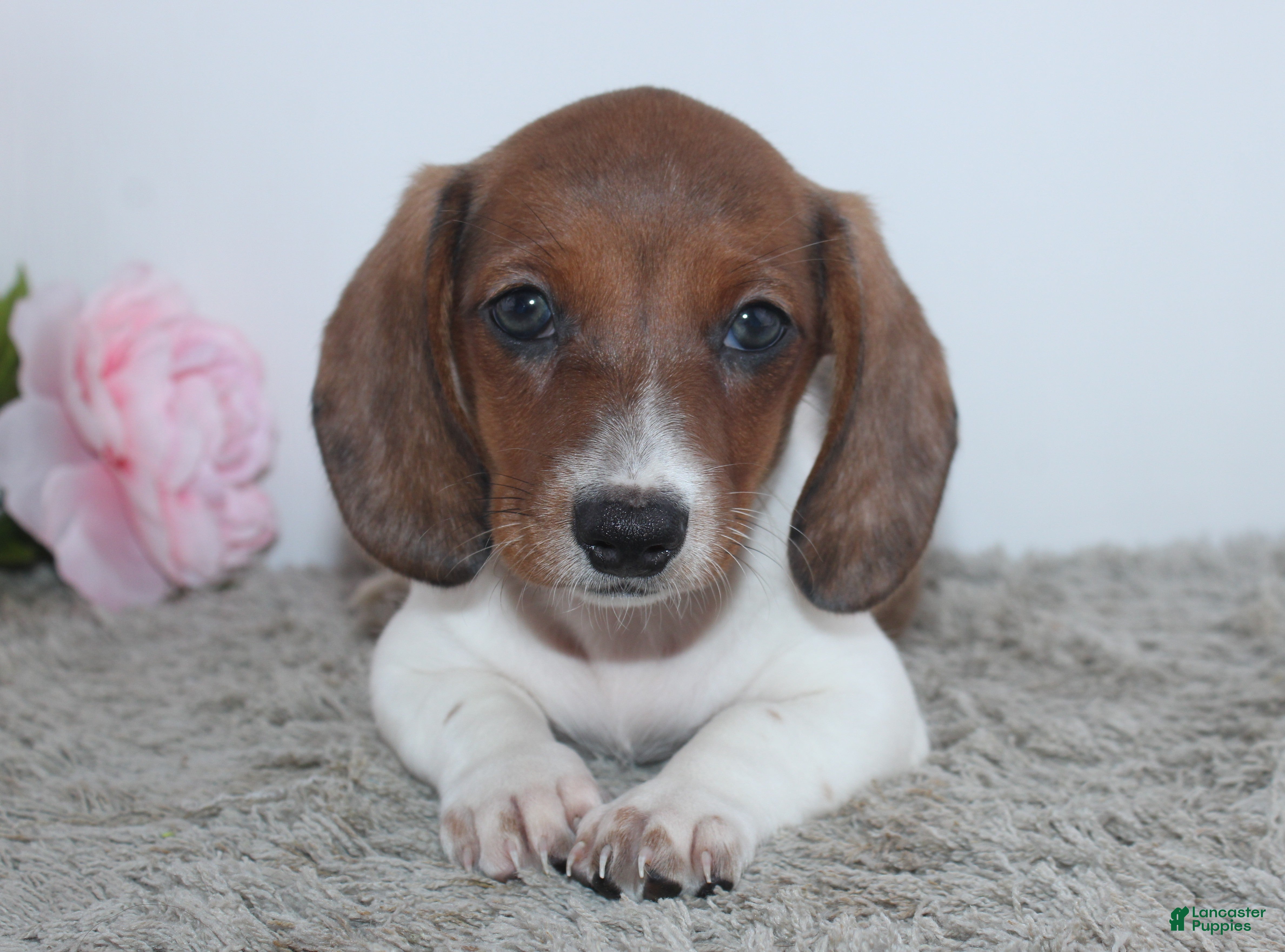 Miniature Dachshund dogs Jenna - Ad 2