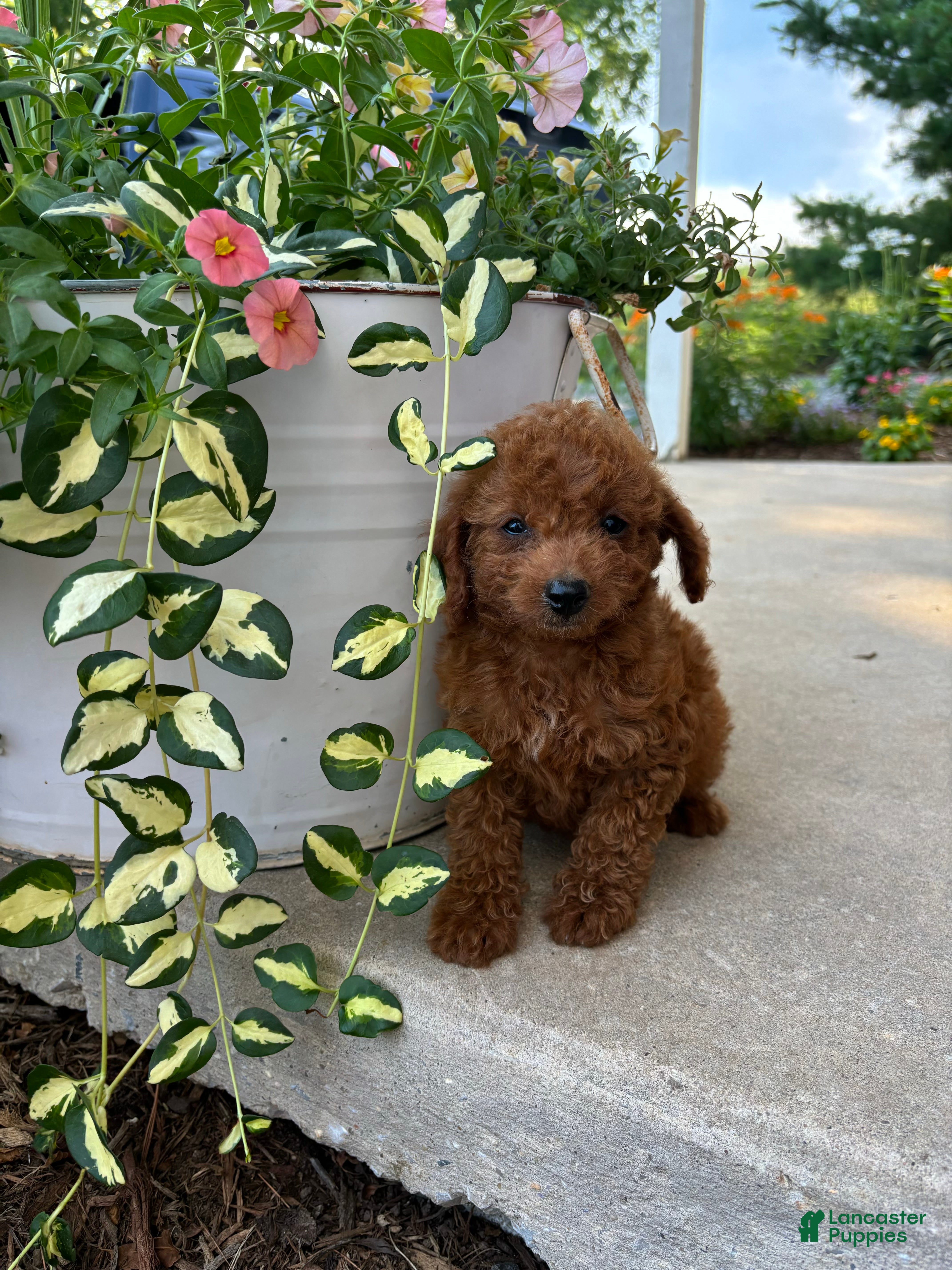 Bichpoo dogs Molly - Ad 1