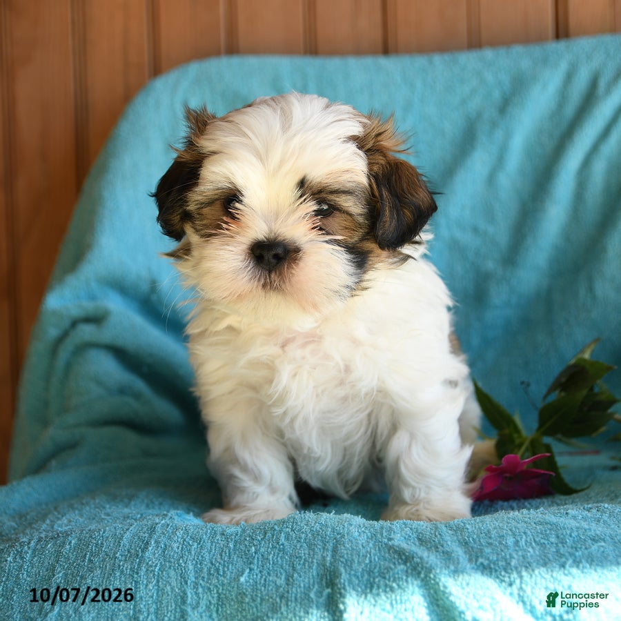Shih Tzu dogs Eric - Ad 1