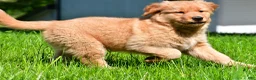 Golden Retriever dogs for sale: Axel - Ad 11