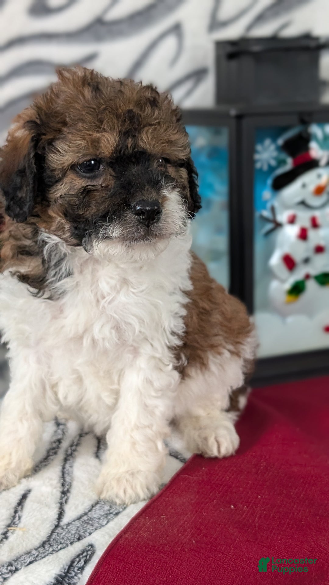 Mixed Breed dogs for sale: Abby - Ad 8