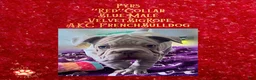 French Bulldog dogs for sale: Pyrs “Red”Collar, Male - Ad 9