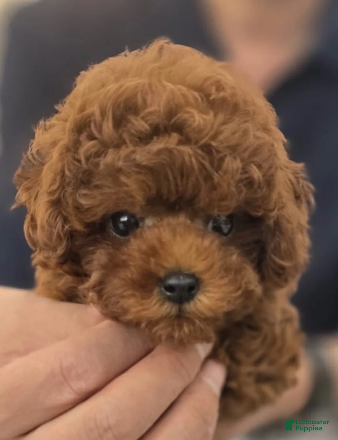 Toy Poodle dogs for sale: Toy Poodle 1 - Ad 2