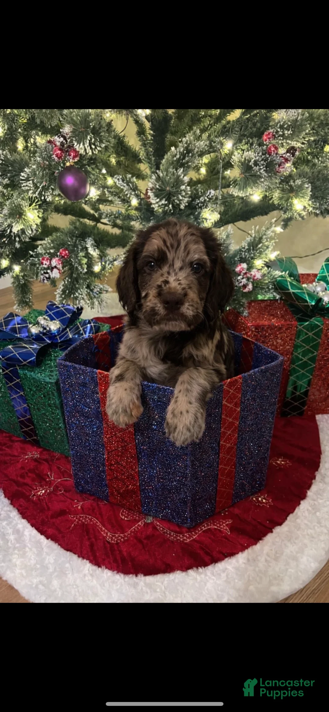 Double Doodle dogs for sale: Mustachio - Ad 3