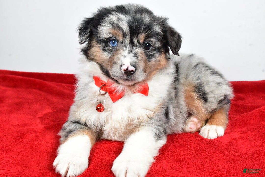 Miniature Australian Shepherd dogs for sale: Wiggles - Ad 8