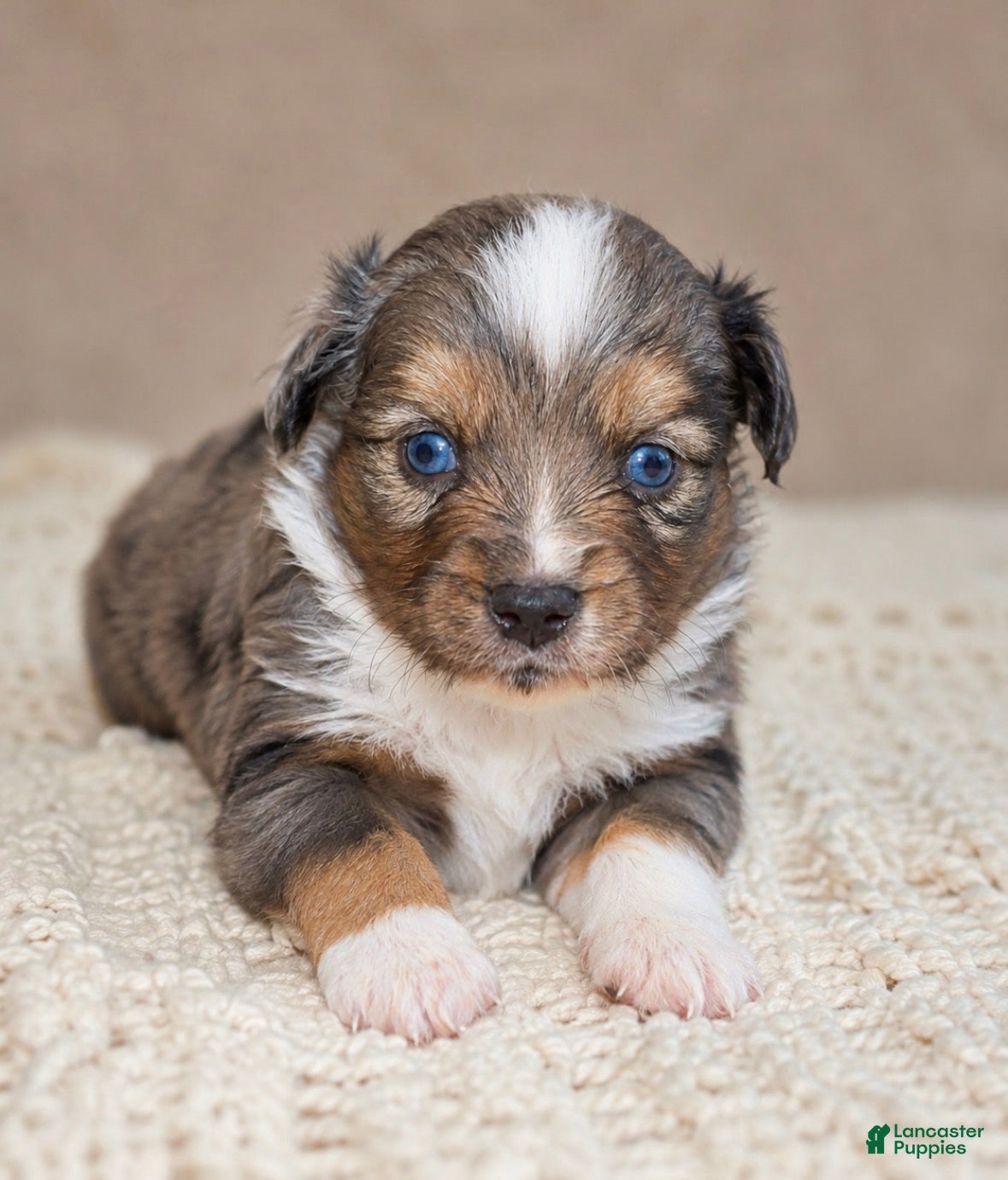 Toy Australian Shepherd dogs Hank  - Ad 2