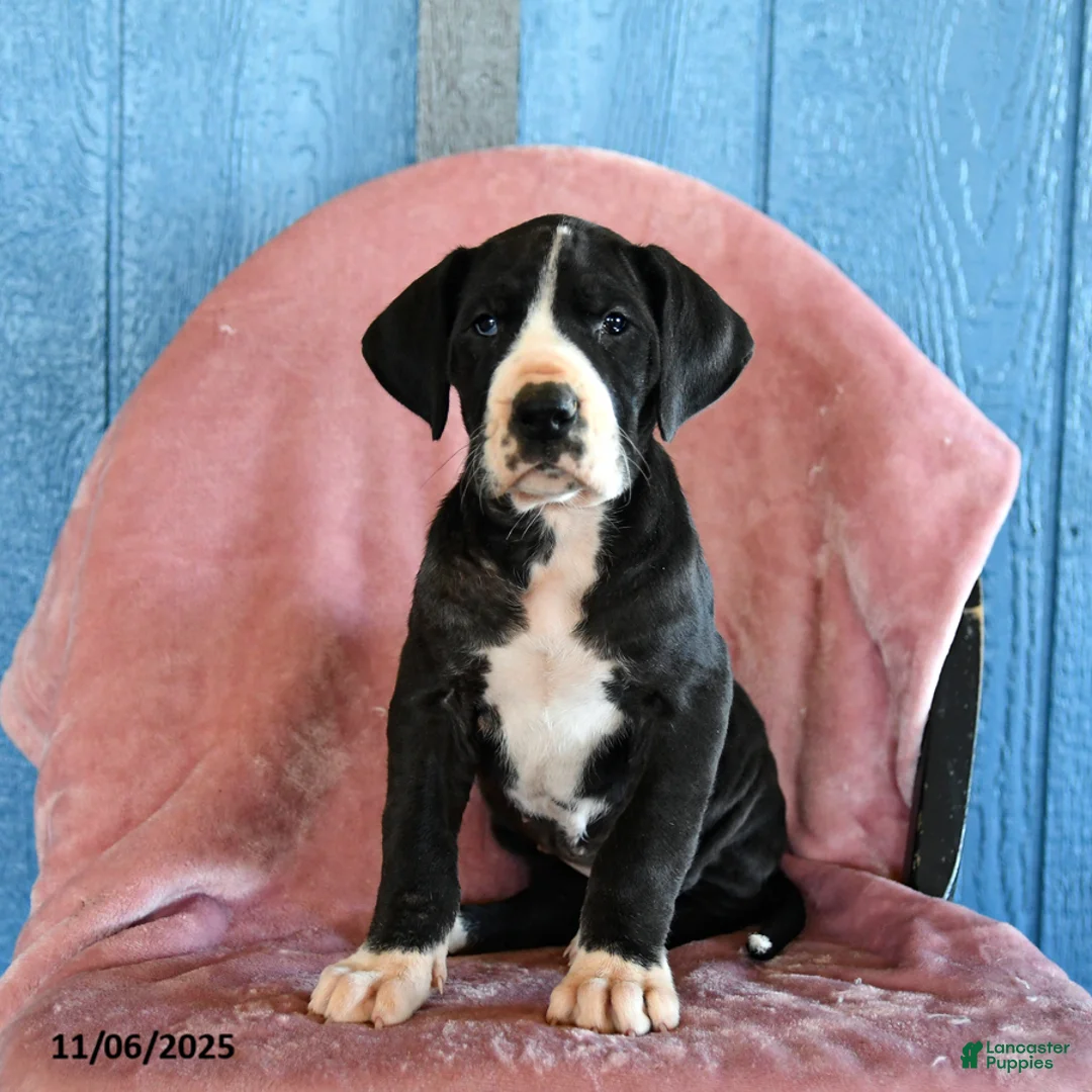 Great Dane dogs for sale: Hope - Ad 3