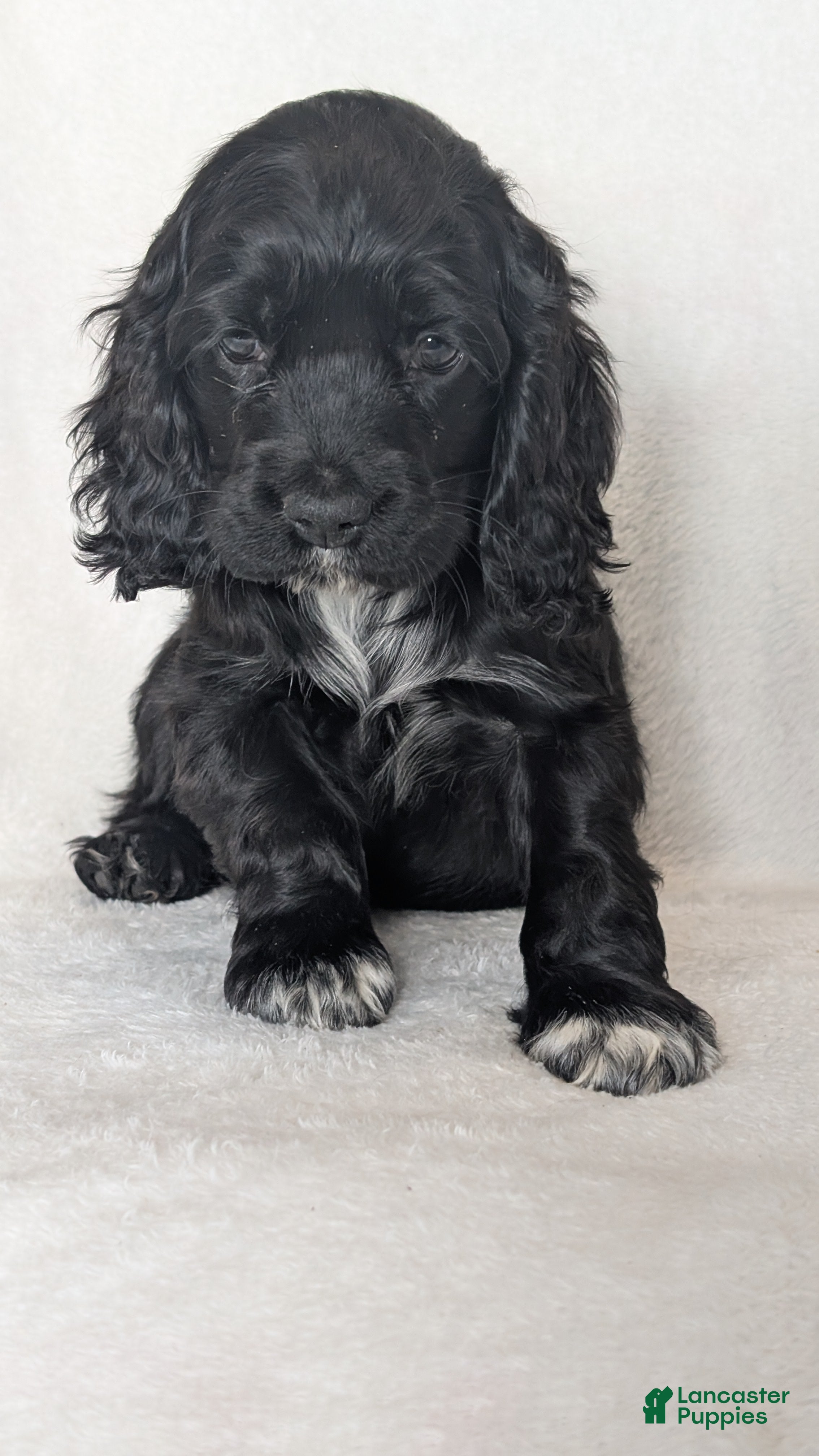 Cocker Spaniel dogs Midnight  - Ad 2
