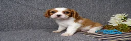 Cavalier King Charles Spaniel dogs for sale: Baxter - Ad 3