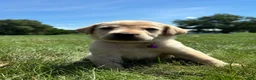 Labrador Retriever dogs for sale:  Ember - Ad 6