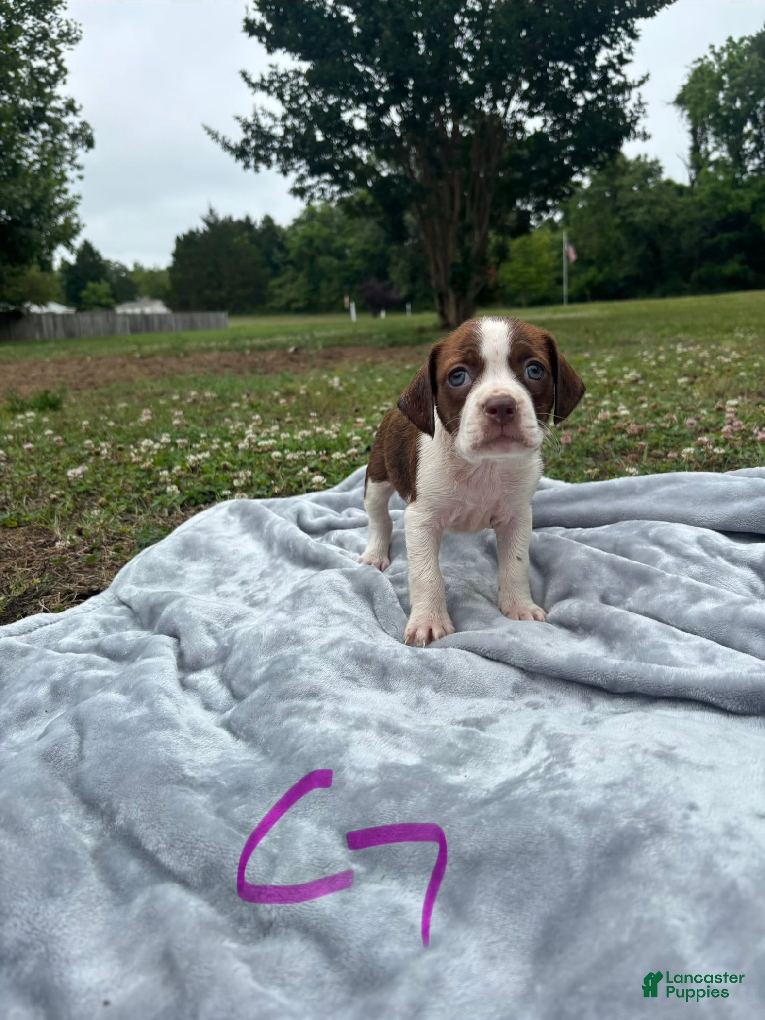 Mixed Breed dogs Pearl - Ad 33