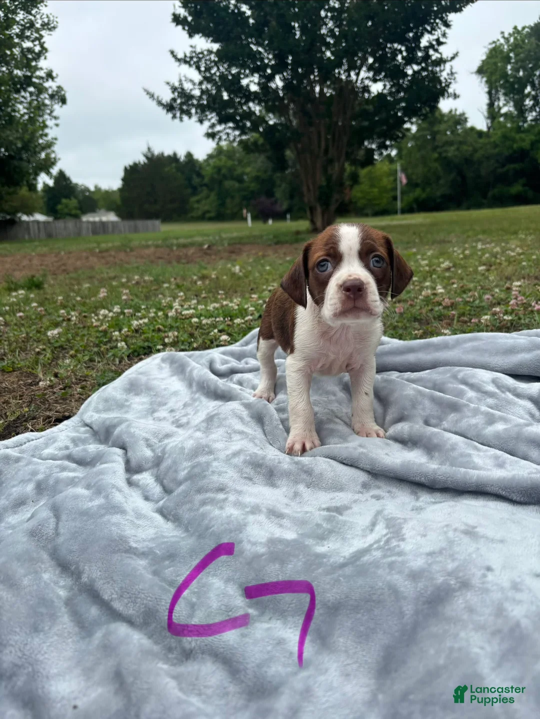 Mixed Breed dogs for sale: Pearl - Ad 1