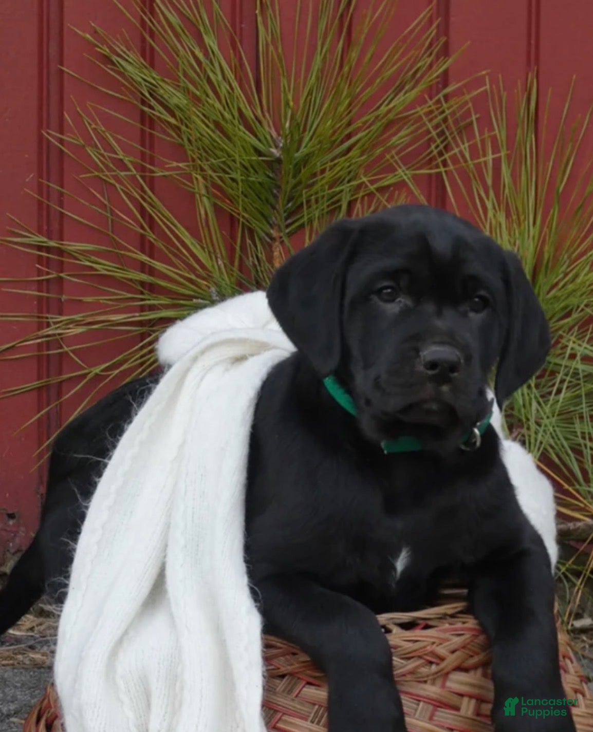 Mixed Breed dogs Mixed Breed Puppy 1 - Ad 5