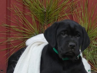 Mixed Breed dogs Mixed Breed Puppy 1 - Ad 5